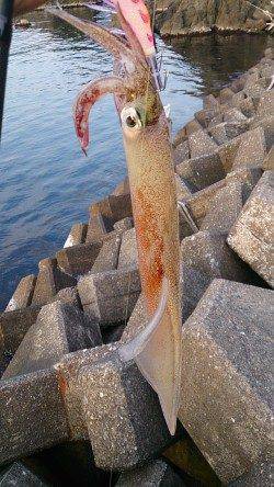 敦賀新港でエギング、ヤリイカと甲イカ立て続けにゲット！