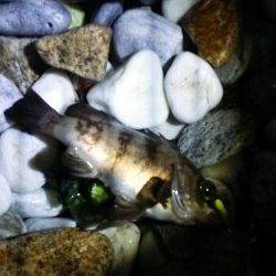 りんくう周辺をランガンメバリング〜釣り方は様々でした