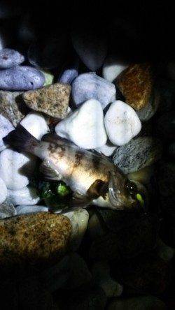 りんくう周辺をランガンメバリング〜釣り方は様々でした