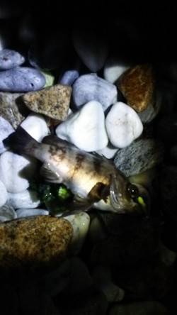 りんくう周辺をランガンメバリング〜釣り方は…