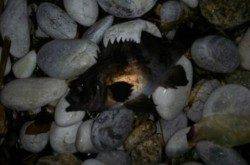 りんくうでのメバリング、大物バラした後に粘ってメバル2匹