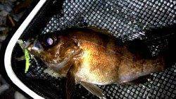 りんくう周辺メバリング、渋い中での釣果に満足