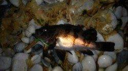 りんくうでのメバリング〜メバル・シーバスの釣果