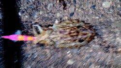 敦賀新港でエギング、ヤリイカと甲イカ立て続けにゲット！