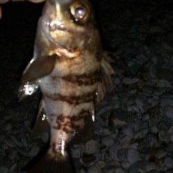 りんくうメバリング〜タイミングよいアワセには手首の柔らかさ重要