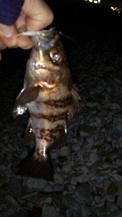 りんくうメバリング〜タイミングよいアワセには手首の柔らかさ重要