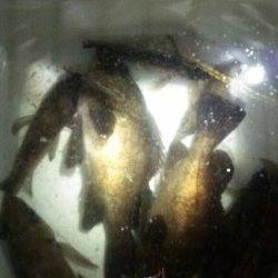 りんくうメバリング〜タイミングよいアワセには手首の柔らかさ重要