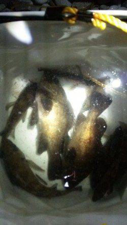 りんくうメバリング〜タイミングよいアワセには手首の柔らかさ重要