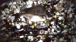 りんくうメバリングでチヌ、メバルはチビサイズ&ショートバイト