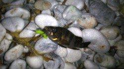 りんくうメバリングでチヌ、メバルはチビサイズ&ショートバイト