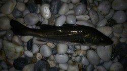 りんくうでのメバリング〜メバル・シーバスの釣果