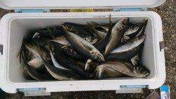 柴山港、サビキで大型のアジが入れ食い!!