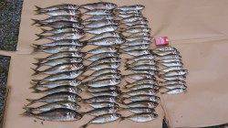 柴山港、サビキで大型のアジが入れ食い!!