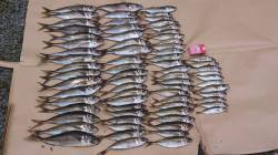 柴山港、サビキで大型のアジが入れ食い！！