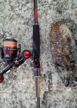 田ノ浦漁港のエギング、爆風でコウイカ狙いに…