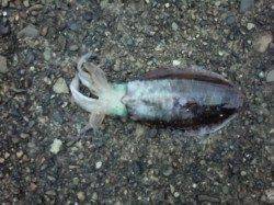 田辺にて夕まずめ狙いでのエギング釣果