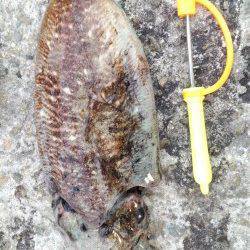 田ノ浦漁港のエギング、爆風でコウイカ狙いに変更しゲット