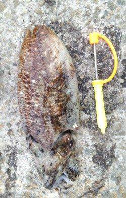 田ノ浦漁港のエギング、爆風でコウイカ狙いに変更しゲット