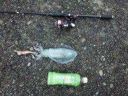 田辺にて夕まずめ狙いでのエギング釣果