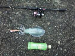 田辺にて夕まずめ狙いでのエギング釣果