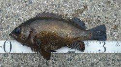 今季初30㎝オーバーのメバル☆垂水一文字での探り釣り