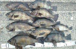 今季初30㎝オーバーのメバル☆垂水一文字での探り釣り