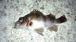 淡路島・尾崎周辺メバリング、満潮絡みの時間を狙った釣行