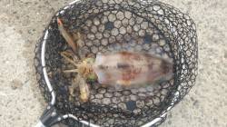 由良でエギング　1kgジャストのアオリ！　…