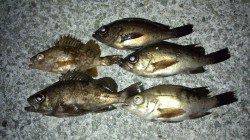 淡路島・尾崎周辺メバリング、満潮絡みの時間を狙った釣行