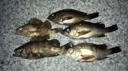 淡路島・尾崎周辺メバリング、満潮絡みの時間…