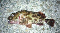 尾崎にてメバリング〜満潮前後に連発しました！