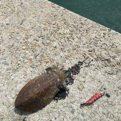 田ノ浦漁港エギングでコウイカ、ミオ筋がポイント