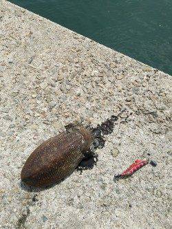 田ノ浦漁港エギングでコウイカ、ミオ筋がポイント