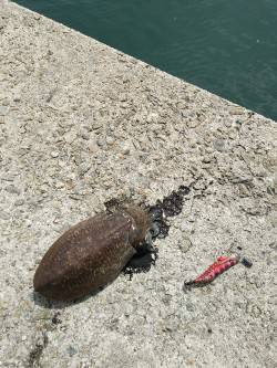 田ノ浦漁港エギングでコウイカ、ミオ筋がポイ…