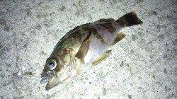 尾崎にてメバリング〜満潮前後に連発しました！