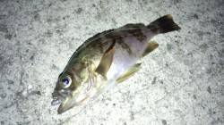 尾崎にてメバリング〜満潮前後に連発しました…