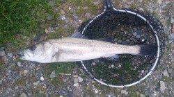 由良でエギング　1kgジャストのアオリ！　他ヤエンでスズキ