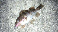 淡路島 尾崎で満潮絡みを狙ってメバリング釣行