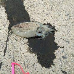 田ノ浦漁港エギングでコウイカ、ベイトっ気無く渋い状況