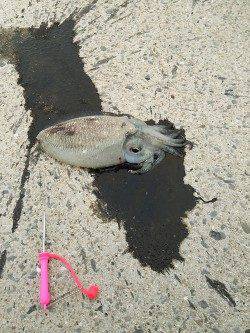 田ノ浦漁港エギングでコウイカ、ベイトっ気無く渋い状況