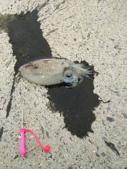 田ノ浦漁港エギングでコウイカ、ベイトっ気無…