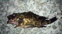 淡路島 尾崎で満潮絡みを狙ってメバリング釣行