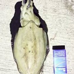 柴山港多彩な釣果〜表層にコウイカ&ヤリイカ回遊、アジとメバルも♪