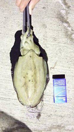 柴山港多彩な釣果〜表層にコウイカ&ヤリイカ回遊、アジとメバルも♪