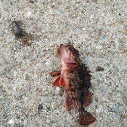 大蔵海岸で夕方から胴付、アオイソメでガシラにアイナメ