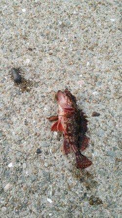 大蔵海岸で夕方から胴付、アオイソメでガシラにアイナメ