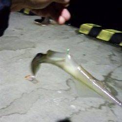 柴山港多彩な釣果〜表層にコウイカ&ヤリイカ回遊、アジとメバルも♪