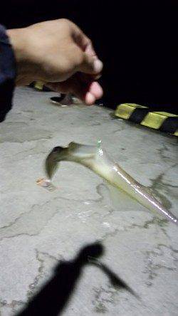 柴山港多彩な釣果〜表層にコウイカ&ヤリイカ回遊、アジとメバルも♪