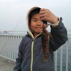 大蔵海岸で夕方から胴付、アオイソメでガシラにアイナメ