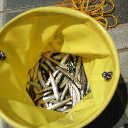 マリーナシティのサビキ釣りでアジ・カタクチイワシ